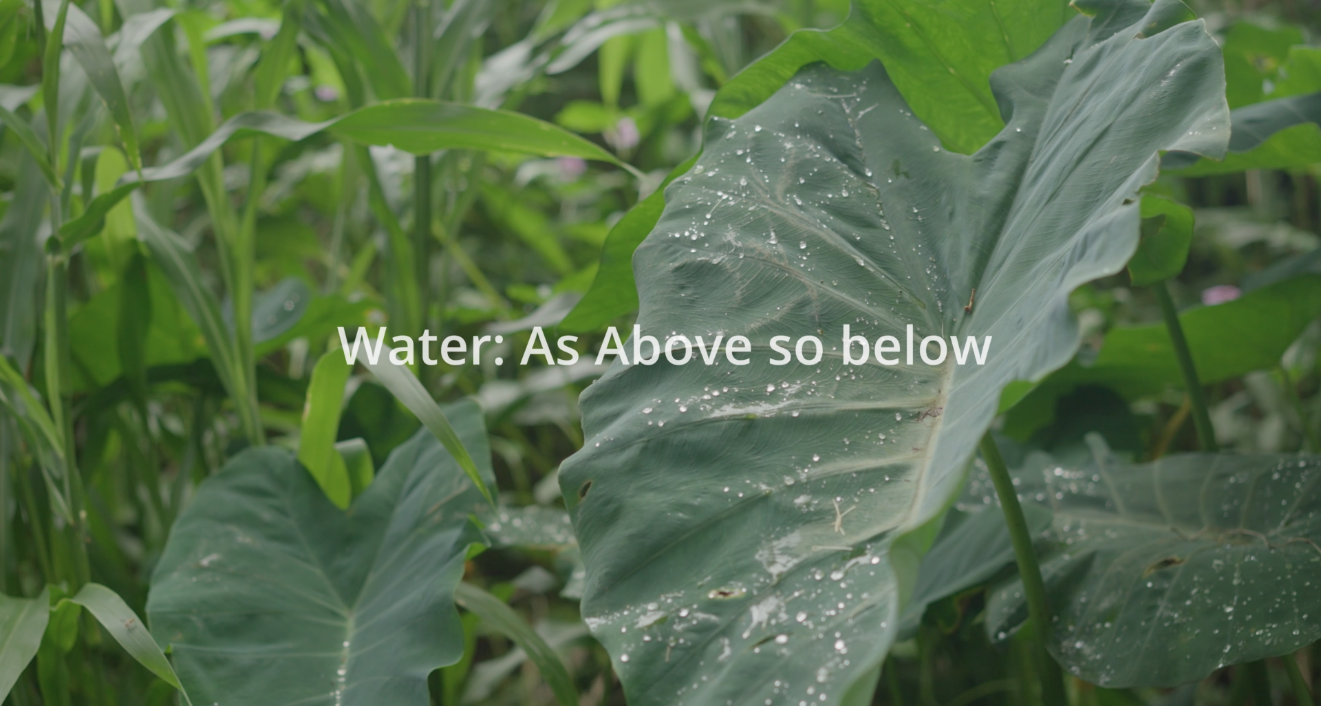Water: As above so below